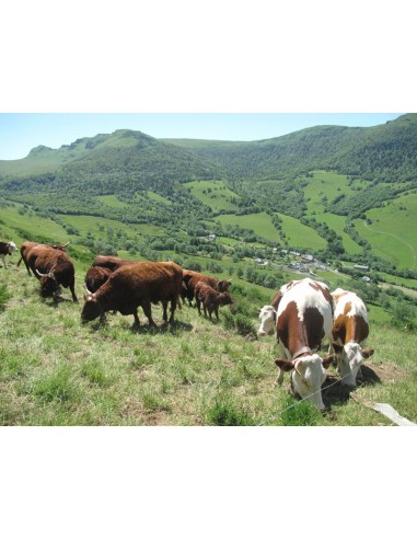 LAIT DE MONTAGNE 1/2 ECREME 1L - Maison Ferrero - Epicerie à Ajaccio