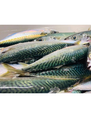 TAPENADE DE THON ROUGE CORSE- THONATELLA 100GR- MARE E GUSTU - Maison Ferrero - Epicerie à Ajaccio